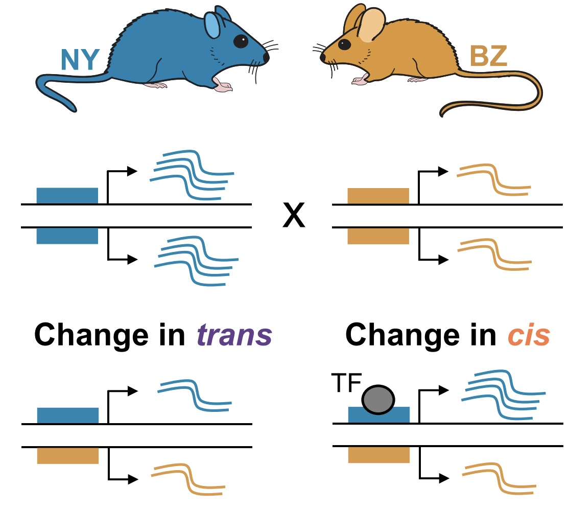 Research on gene expression evolution