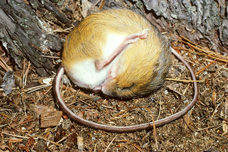 Research on torpor and hibernation evolution